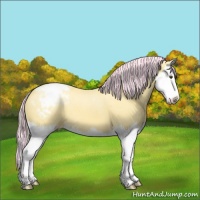 Horse Color:Painted Palomino Splash Appaloosa