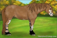 Horse Color:Chestnut Sabino 