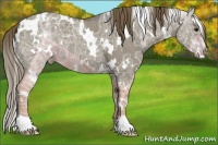 Horse Color:White Spotted Smoky Grullo Ice Appaloosa