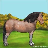Horse Color:Bay Appaloosa 