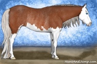 Horse Color:Silver Bay Sabino Splash Rabicano