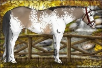 Horse Color:White Spotted Brown Roan Dun 