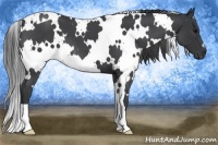 Horse Color:White Spotted Blue Roan 