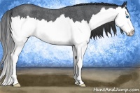 Horse Color:Blue Roan Splash 