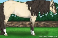 Horse Color:Buckskin Roan Dun Rabicano