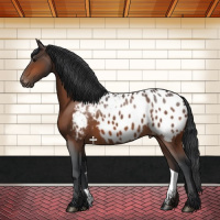 Horse Color:Brown Appaloosa