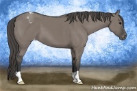 Horse Color:Grullo Appaloosa 