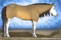 Horse Color:Buckskin Roan Sabino Splash