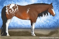 Horse Color:White Spotted Bay Appaloosa 