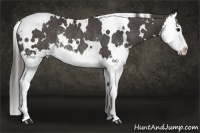 Horse Color:White Spotted Smoky Black Splash Rabicano 