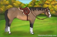 Horse Color:Buckskin Splash 