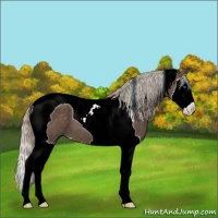 Horse Color:Silver Black Splash Tobiano 