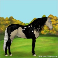Horse Color:Silver Smoky Black Tobiano 