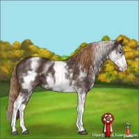 Horse Color:White Spotted Liver Chestnut 