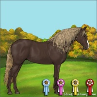 Horse Color:Liver Chestnut 