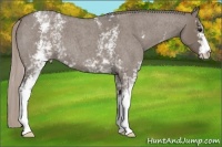 Horse Color:White Spotted Silver Grullo Roan 