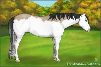 Horse Color:Buckskin Roan Dun Splash