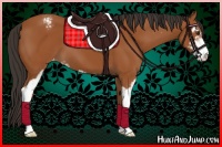 Horse Color:Bay Sabino Appaloosa