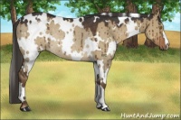 Horse Color:White Spotted Liver Red Dun Rabicano Brindle 