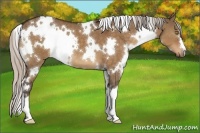 Horse Color:White Spotted Silver Brown Dun 