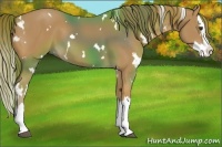 Horse Color:White Spotted Chestnut Splash