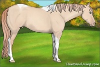 Horse Color:Gold Champagne Dun Tobiano