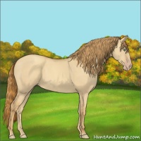 Horse Color:Gold Champagne Dun 
