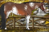 Horse Color:White Spotted Bay 