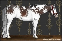 Horse Color:White Spotted Brown Splash