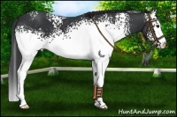 Horse Color:White Spotted Black