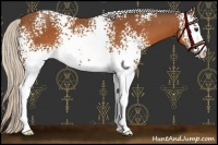 Horse Color:White Spotted Silver Brown Rabicano 