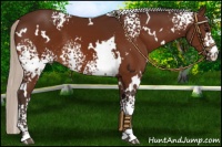Horse Color:White Spotted Silver Bay 