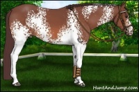 Horse Color:White Spotted Chocolate Bay 