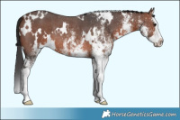 Horse Color:White Spotted Brown Splash Rabicano