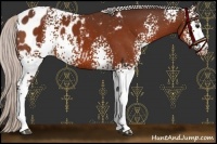 Horse Color:White Spotted Silver Brown Appaloosa 