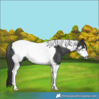 Horse Color:Black Tobiano Frame Rabicano