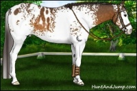 Horse Color:White Spotted Buckskin Appaloosa 