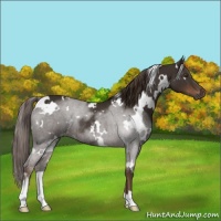 Horse Color:White Spotted Liver Chestnut Rabicano