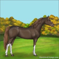 Horse Color:Liver Chestnut Appaloosa 