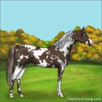 Horse Color:White Spotted Liver Chestnut 