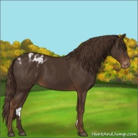 Horse Color:Liver Chestnut Appaloosa Rabicano 
