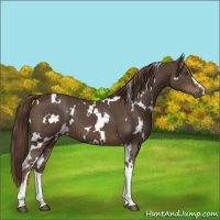 Horse Color:White Spotted Liver Chestnut 