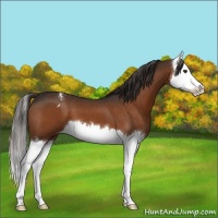 Horse Color:Liver Chestnut Splash Varnish 