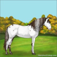 Horse Color:Liver Chestnut Appaloosa 