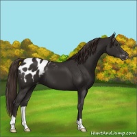 Horse Color:Liver Chestnut Appaloosa