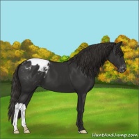 Horse Color:Liver Chestnut Appaloosa 