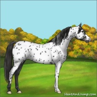 Horse Color:Liver Chestnut Near Leopard 