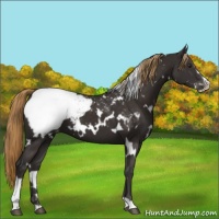 Horse Color:White Spotted Liver Chestnut Sabino Appaloosa 