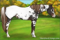 Horse Color:White Spotted Liver Chestnut Sabino Near Fewspot 