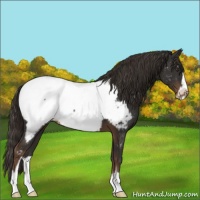 Horse Color:Liver Chestnut Sabino Appaloosa 
